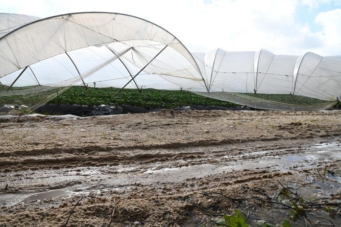 daños lluvias invernaderos borrascas