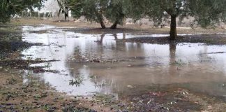 La borrasca Kristin deja daños en explotaciones agrarias y ganaderas de la provincia de Ciudad Real borrasca Ciudad Real