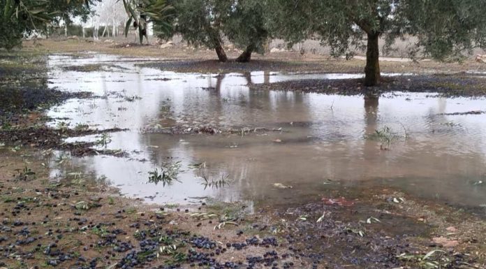 La borrasca Kristin deja daños en explotaciones agrarias y ganaderas de la provincia de Ciudad Real borrasca Ciudad Real