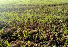 Manejo preventivo de los cereales de invierno ante el riesgo de enfermedades fúngicas cereales de invierno