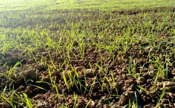 Manejo preventivo de los cereales de invierno ante el riesgo de enfermedades fúngicas cereales de invierno