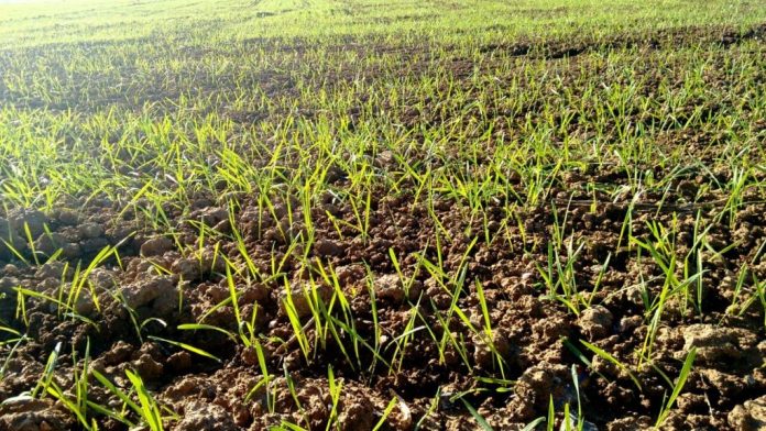 cereales de invierno