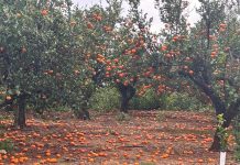 El viento y las lluvias causan caídas de cítricos y retrasan las campañas de chufa y hortalizas tormenta