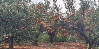 El viento y las lluvias causan caídas de cítricos y retrasan las campañas de chufa y hortalizas tormenta