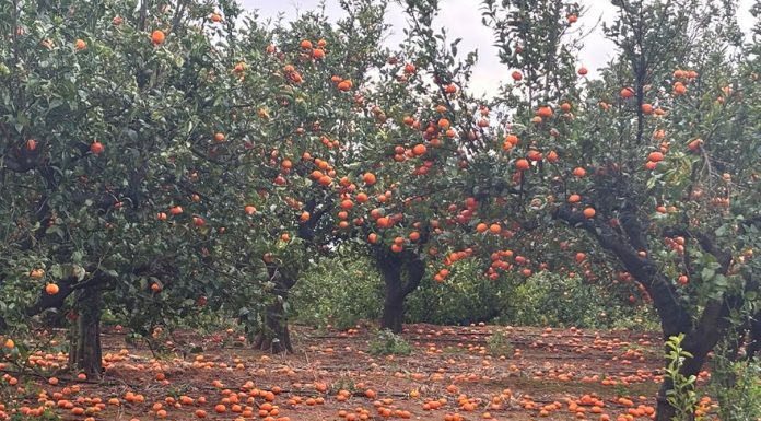 El viento y las lluvias causan caídas de cítricos y retrasan las campañas de chufa y hortalizas tormenta