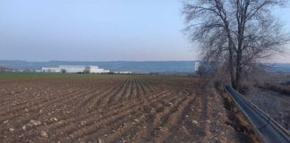 ASAJA Castilla-La Mancha insiste en que los daños de los conejos a los cultivos irán a los juzgados daños de conejos