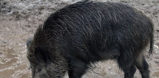 Pide que se intensifiquen los recursos para evitar que la peste porcina africana vuelva a salir del perímetro peste porcina africana