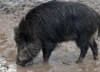 Unión de Uniones pide medidas económicas estatales para el sector porcino por la Peste Porcina Africana peste porcina africana
