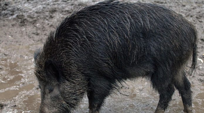 Unión de Uniones pide medidas económicas estatales para el sector porcino por la Peste Porcina Africana peste porcina africana