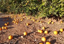El viento causa importantes pérdidas en el campo valenciano naranjas en el suelo