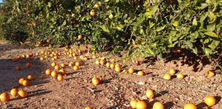 El viento causa importantes pérdidas en el campo valenciano naranjas en el suelo