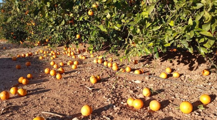 El viento causa importantes pérdidas en el campo valenciano naranjas en el suelo