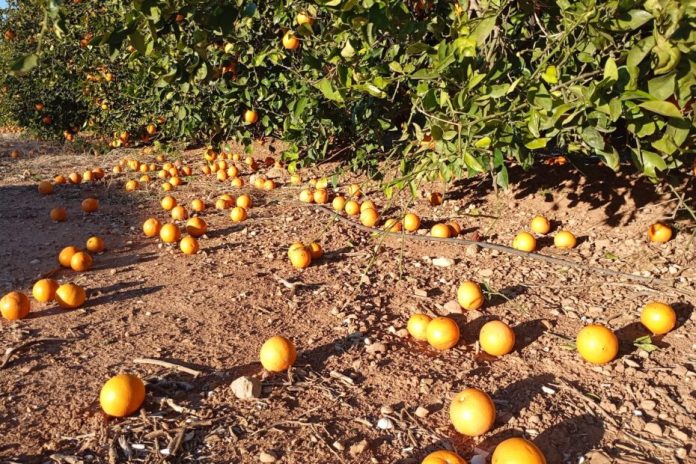 naranjas en el suelo