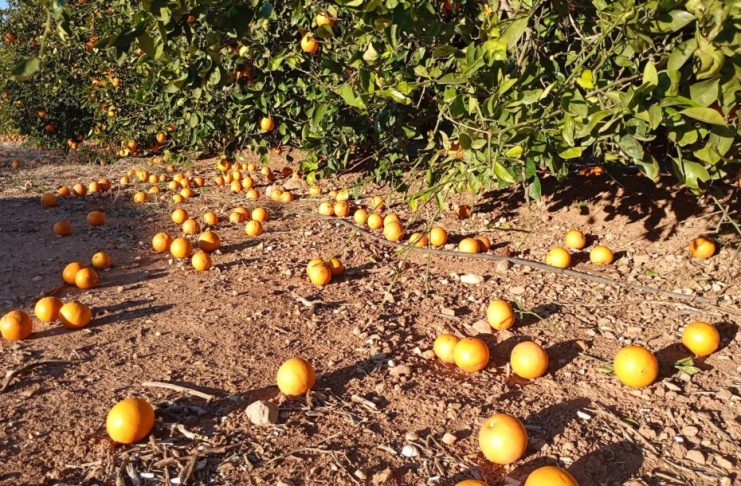 El viento causa importantes pérdidas en el campo valenciano naranjas en el suelo