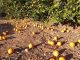 El viento causa importantes pérdidas en el campo valenciano naranjas en el suelo