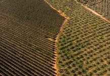 Greenpeace denuncia que los ‘fondos buitre’ del campo ponen en jaque a la agricultura española olivos