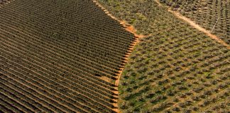 Greenpeace denuncia que los ‘fondos buitre’ del campo ponen en jaque a la agricultura española olivos