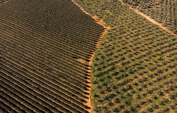 Greenpeace denuncia que los ‘fondos buitre’ del campo ponen en jaque a la agricultura española olivos