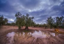 ¿Cómo afecta la lluvia intensa y persistente en el olivar y cómo actuar?