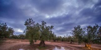 ¿Cómo afecta la lluvia intensa y persistente en el olivar y cómo actuar?