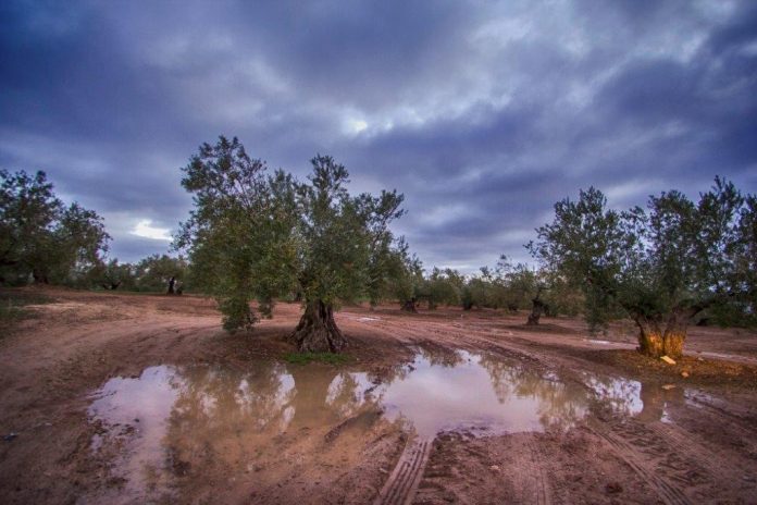 olivar inundado olivar inundado