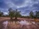 ¿Cómo afecta la lluvia intensa y persistente en el olivar y cómo actuar?