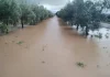 ASAJA Córdoba calcula en más de 700 millones las pérdidas en el campo por el efecto de los últimos temporales olivar inundado
