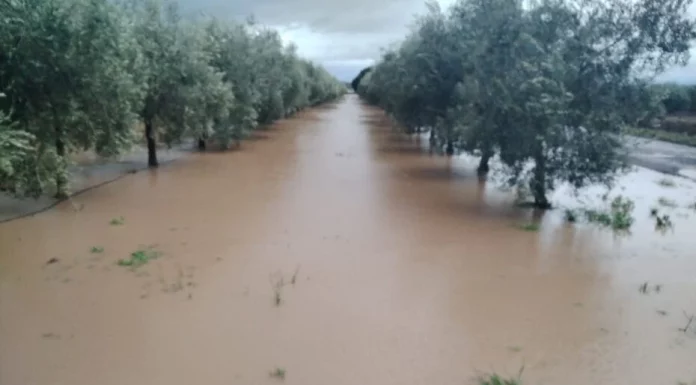 ASAJA Córdoba calcula en más de 700 millones las pérdidas en el campo por el efecto de los últimos temporales olivar inundado