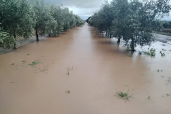 olivar inundado