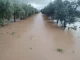 ASAJA Córdoba calcula en más de 700 millones las pérdidas en el campo por el efecto de los últimos temporales olivar inundado