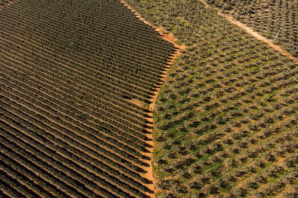 olivar olivos