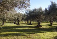¿Cuáles son los beneficios de la agricultura de conservación en la sanidad vegetal de los cultivos? agricultura de conservación
