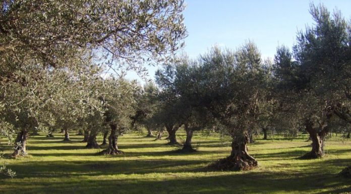 ¿Cuáles son los beneficios de la agricultura de conservación en la sanidad vegetal de los cultivos? agricultura de conservación