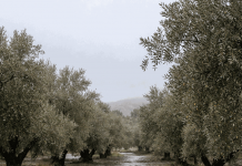 Estiman que la cosecha de aceite de oliva se reducirá notablemente lluvias, olivos inundaciones