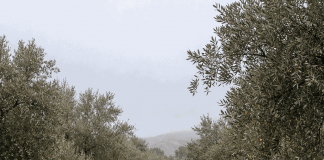 Estiman que la cosecha de aceite de oliva se reducirá notablemente lluvias, olivos inundaciones