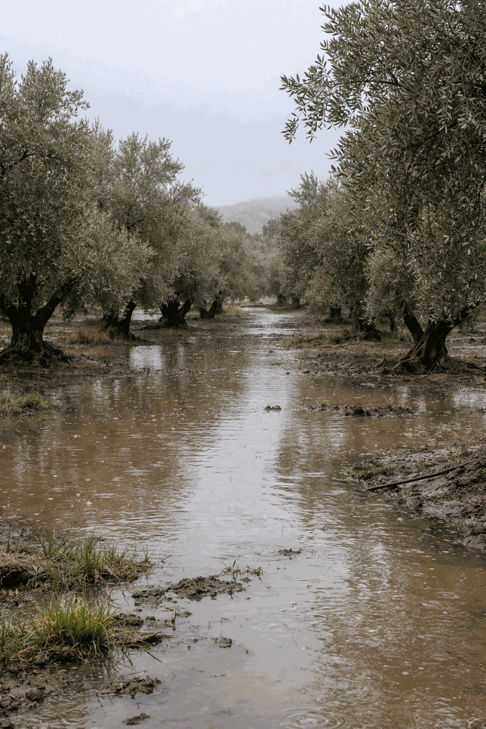 lluvias, olivos inundaciones