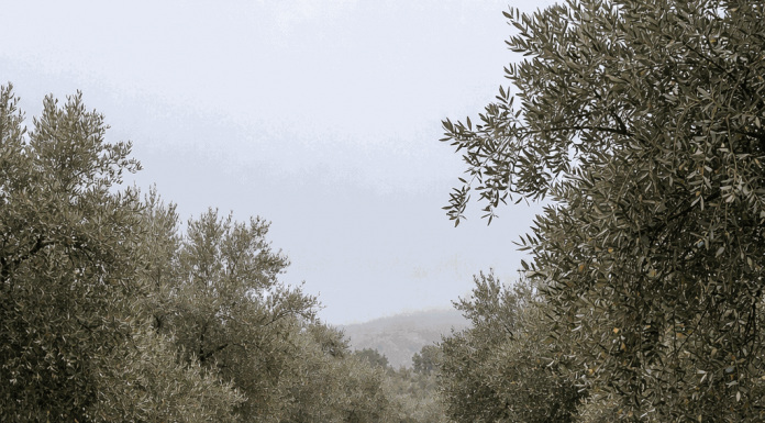Estiman que la cosecha de aceite de oliva se reducirá notablemente lluvias, olivos inundaciones