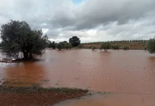 El temporal ‘Leonardo’ deja al campo español entre el alivio de los pantanos y la ruina de las cosechas temporal 'Leonardo'