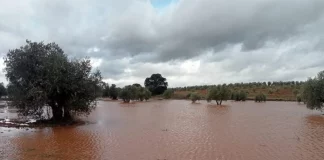 El temporal ‘Leonardo’ deja al campo español entre el alivio de los pantanos y la ruina de las cosechas temporal 'Leonardo'