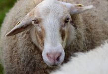 Cualquier bajada en los precios de la leche para 2026 es inasumible para el sector