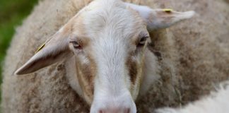 Cualquier bajada en los precios de la leche para 2026 es inasumible para el sector