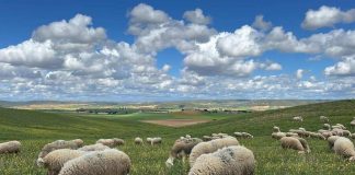 Castilla-La Mancha tendrá en cuenta la lengua azul y excepciones climáticas en las solicitudes de la PAC ovejas pastando
