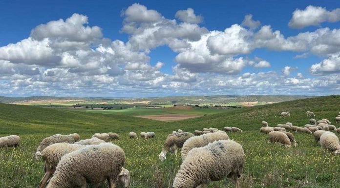 Castilla-La Mancha tendrá en cuenta la lengua azul y excepciones climáticas en las solicitudes de la PAC ovejas pastando