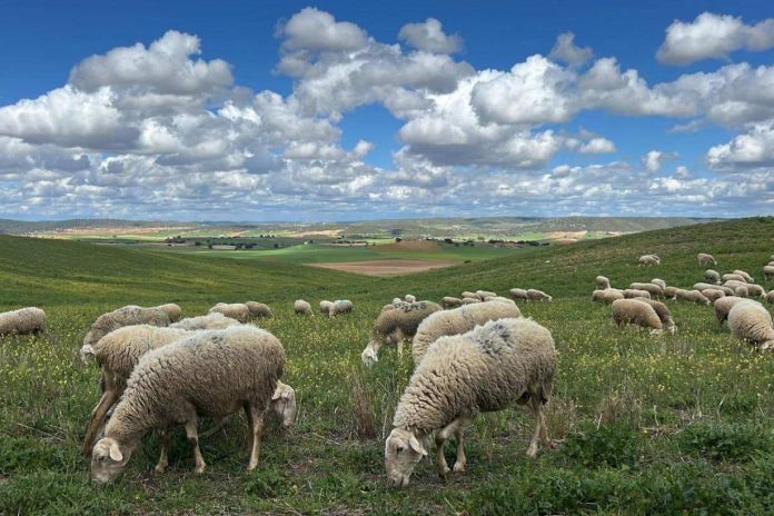 ovejas pastando