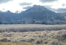 Agricultores de Guadalajara solicitan la quema de los rastrojos del maíz rastrojo