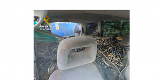 La Guardia Civil recupera aceitunas robadas en la provincia de Ciudad Real