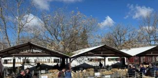 La primera subasta del año de raza ovina Manchega atrae el interés de los ganaderos