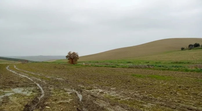 ASAJA Córdoba alerta de graves daños en el campo cordobés por el temporal temporal