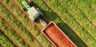 Denuncia la desaparición de los datos oficiales sobre el tomate marroquí