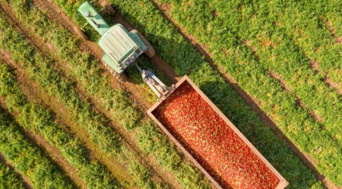 Denuncia la desaparición de los datos oficiales sobre el tomate marroquí